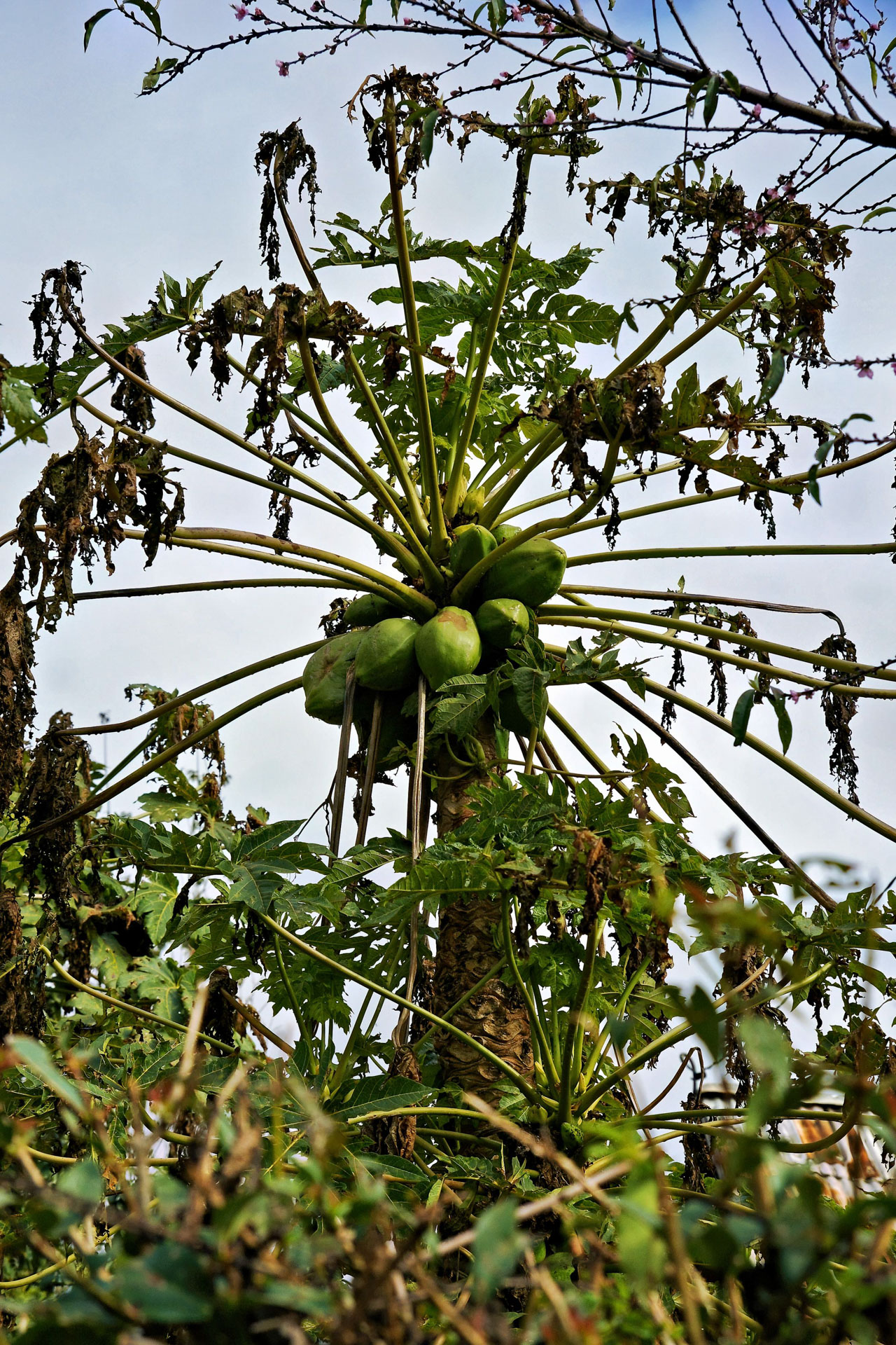Papaya-Baum